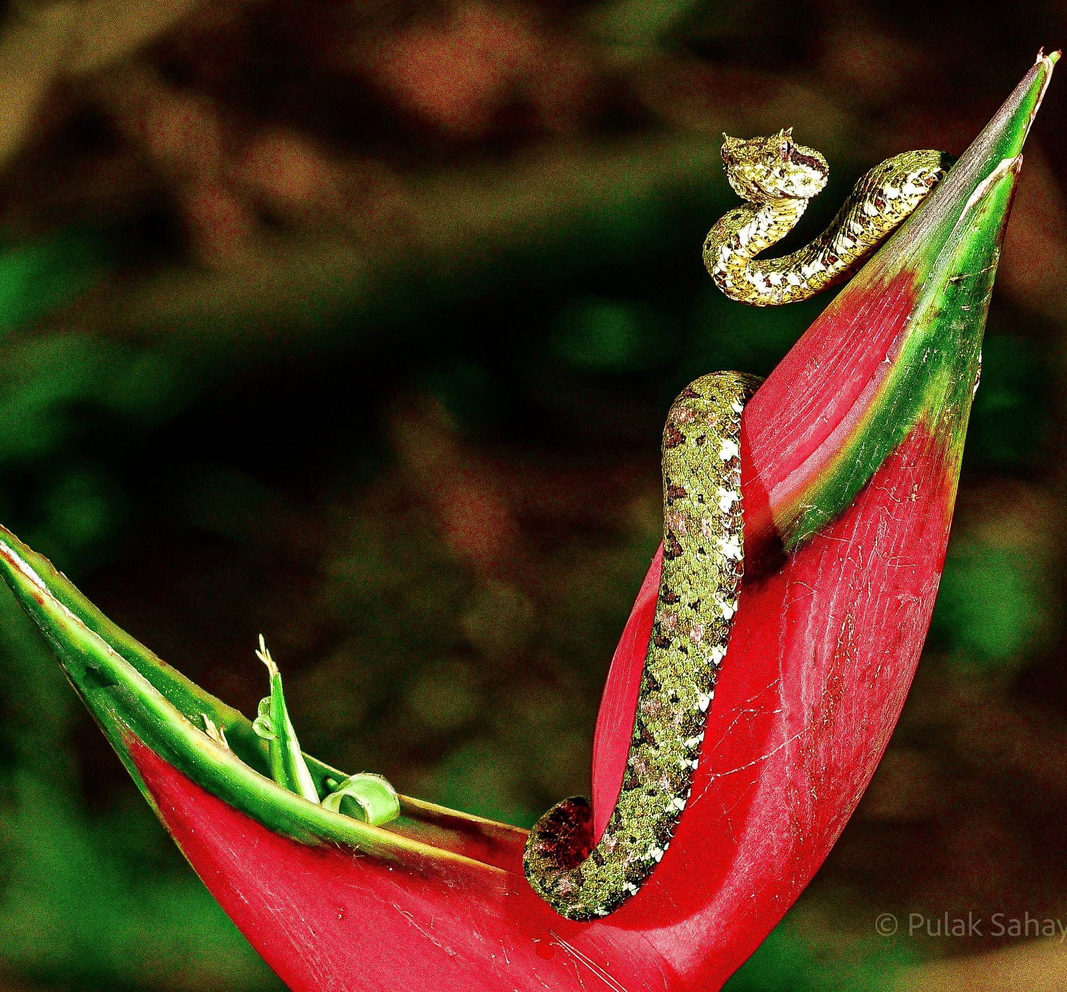 Viper alert on flower
